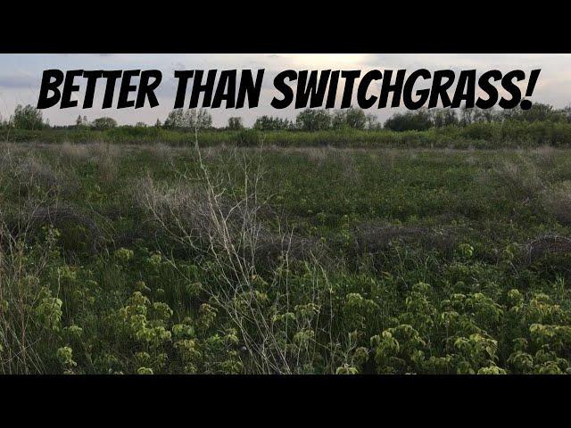 FROM BARE DIRT TO DEER BEDDING: Can anything beat switchgrass? Absolutely!