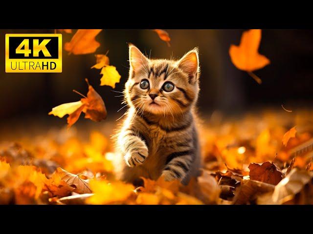 Autumn Wild Baby Animals With Relaxing Music (Colorfully Dynamic), Cute Animals 4K (60FPS)