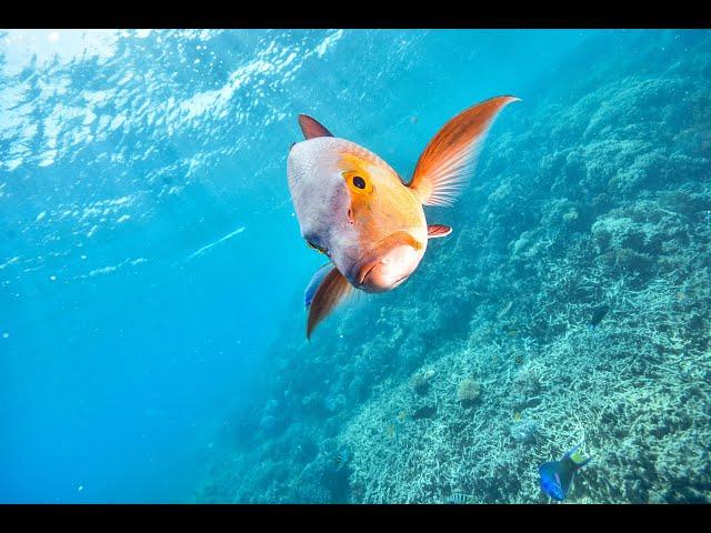 Snorkelling In Great Barrier Reef