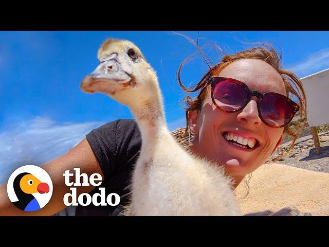 Baby Duck Thinks the Woman is Her Mom  | The Dodo Little But Fierce