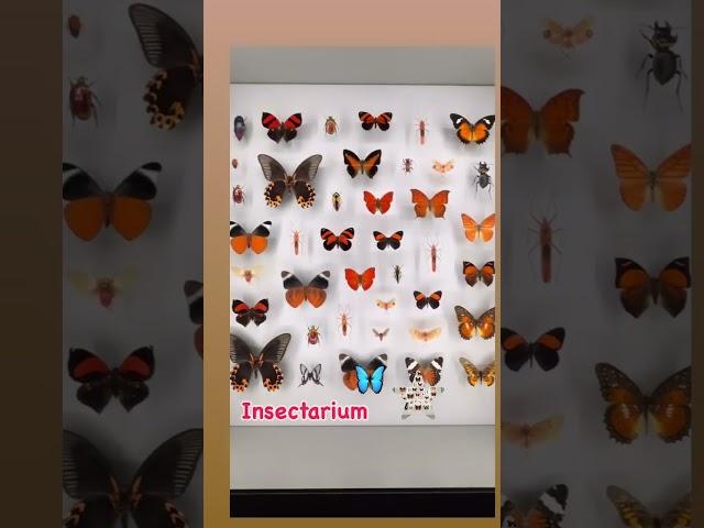 #Insectarium #Butterflies #Butterflies Montreal