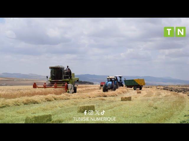 إنطلاق موسم حصاد الحبوب  بولايات الشمال الغربي