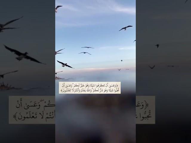 قران كريم #متع_عقلك #أرح_قلبك_بهذه_التلاوة #اشتراك_بالقناة #شاهد #لايك #اسمع #دعمكم