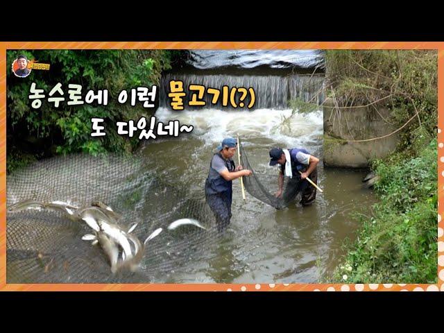 비온 뒤 농수로 족대질. 어떤 물고기를 잡았는지 궁굼하쥬?