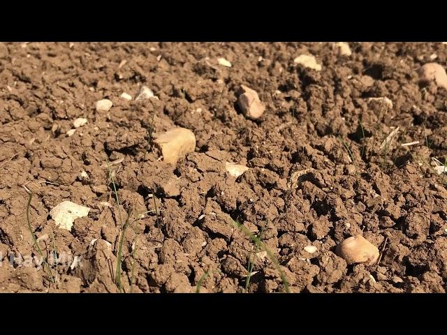 Cotswold Seeds in Spring