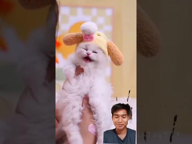 #cat #funny #pets #funnycats #kitten #cute #meow #trendingshorts #imut #viralshorts #shorts #short