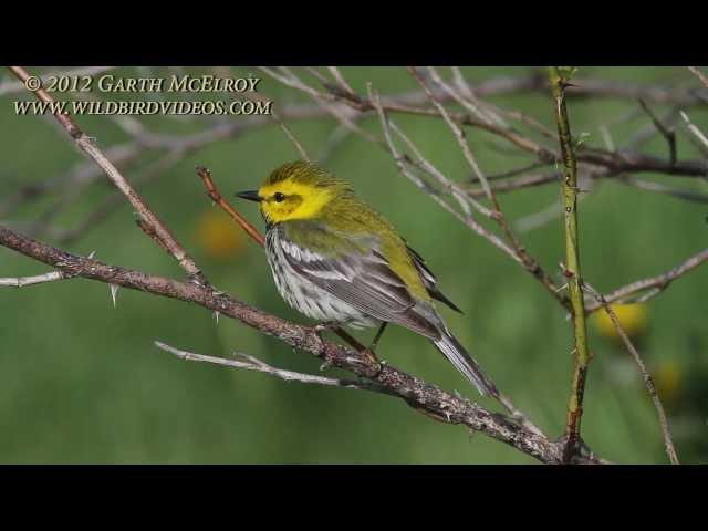 Black-throated Green Warbler in Maine