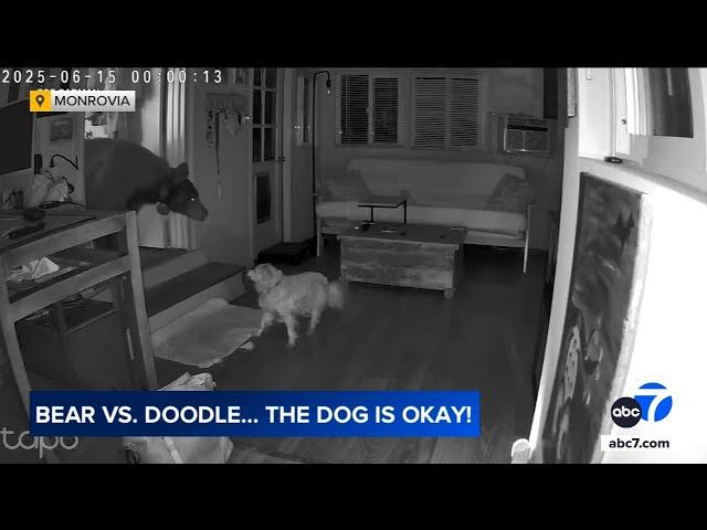 Up-close encounter between bear, dog inside SoCal home caught on video