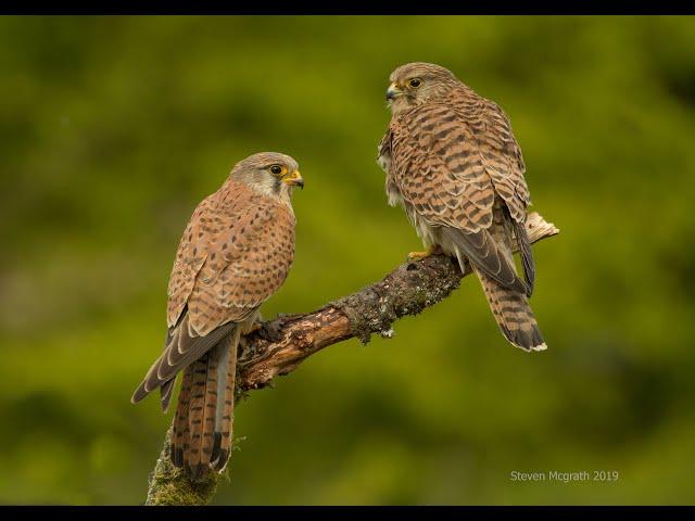 The life of the Common kestrel (Film)