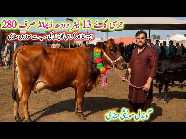 Gondal Mandi latest update 14 june 2025!jersey and Cholastani MilkingCows Fresh Rate on Gondal Mandi
