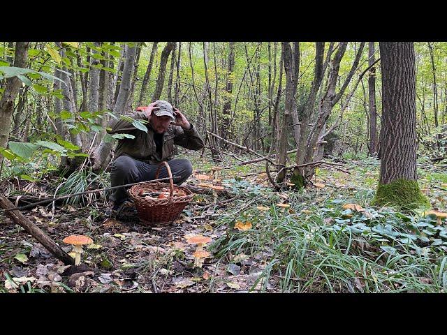 Мухомори взяли ліс в облогу!! Куди не стань всюди Гриби ‍🟫 Скільки тут червоняків та польських 