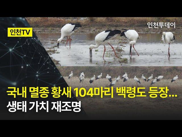 [인천TV] 국내 멸종 황새 104마리 백령도 등장… 생태 가치 재조명