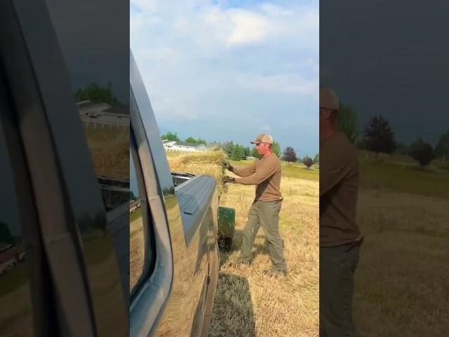 Picking Up 101 Hay Bales Before It Rains #farm #haybale  #smallfarm #farmchores #hay #haybales