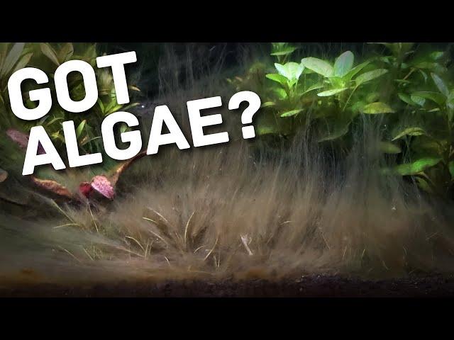 How To Actually Stop Algae In Your Aquarium