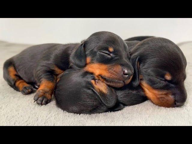 Dachshund puppies from 0 to 4 weeks old.