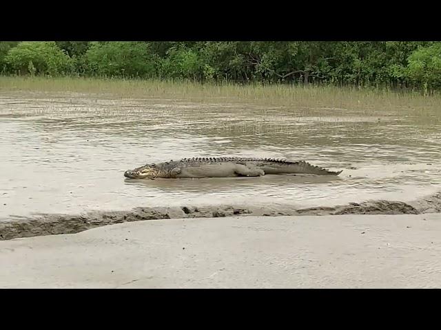 Sundarban Eco Tourism | #1 Travel Agency | Budget Friendly Sundarban Tour Package