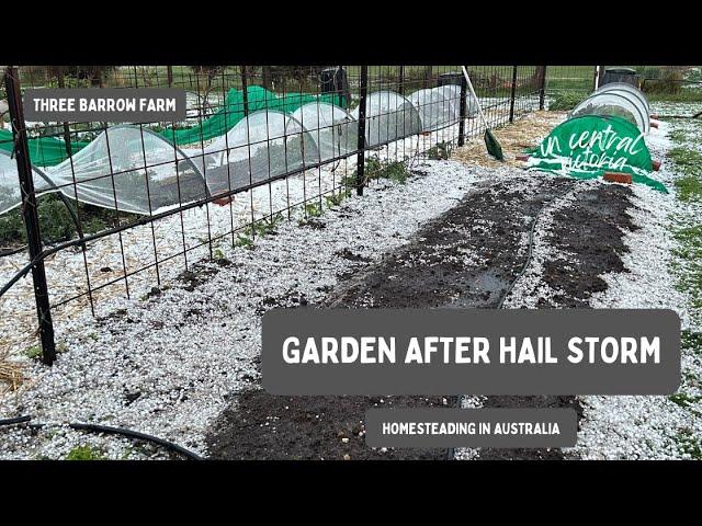 Hail Storm Damage: Victoria, Australia - Homesteading / Vegetable Garden