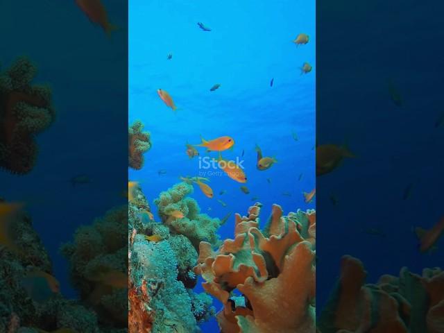 Top 10 Random Facts | fact Zone #facts #funfacts #amazingearth #wild #factsaboutearth