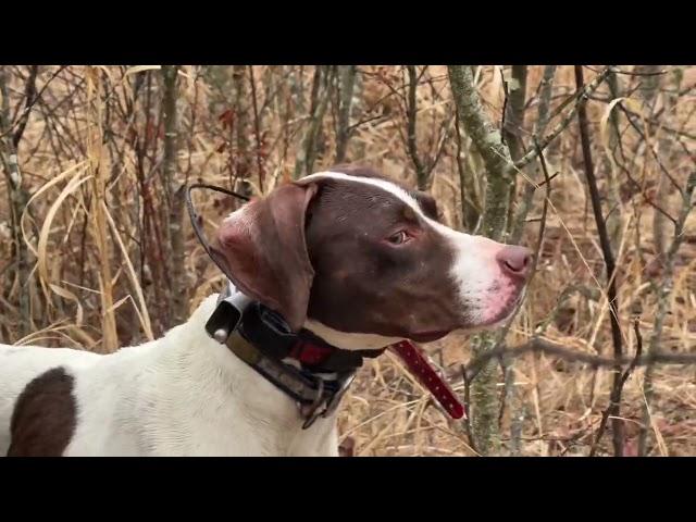 Woodcock, and Birddogs!