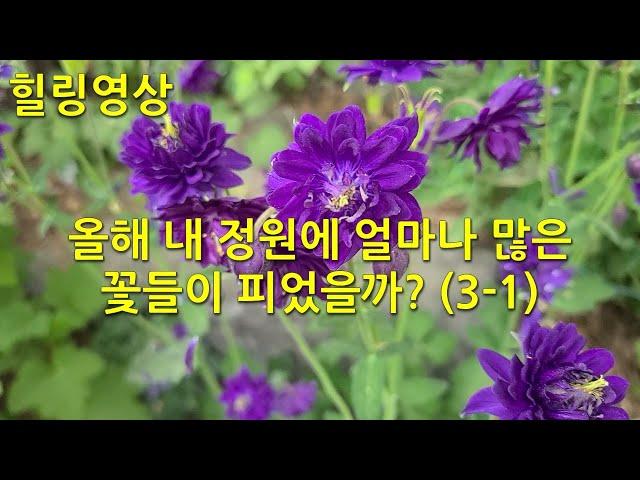 힐링 영상 : 올해 내 정원에 얼마나 많은 꽃들이 피었을까. Healing video: How many flowers bloomed in my garden this year?