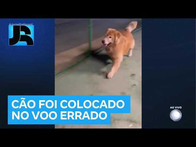 Justiça de São Paulo arquiva inquérito que investigava a morte do cão Joca