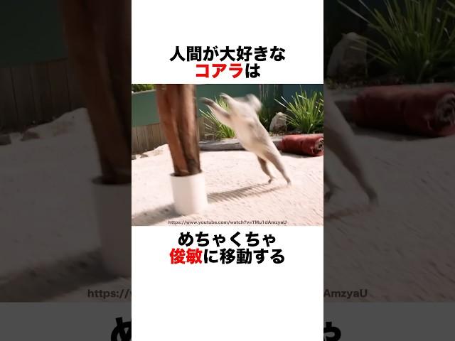 コアラが世界一可愛い理由