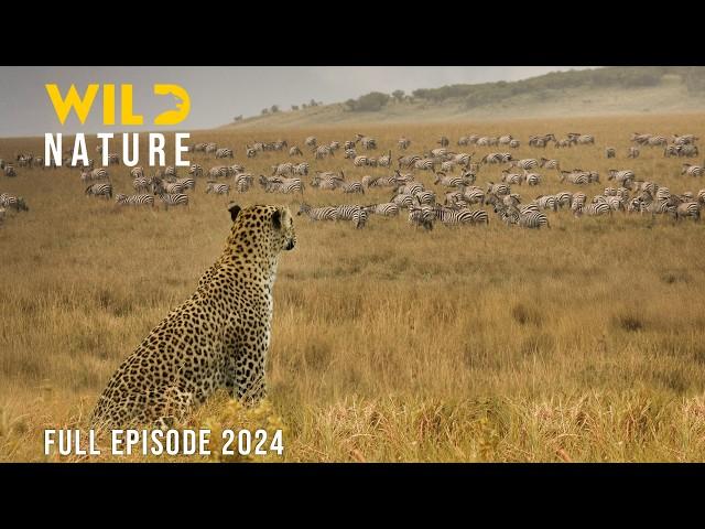 WILD SAVANNAH | The Footsteps of a Lone Hunter | Animal documentary