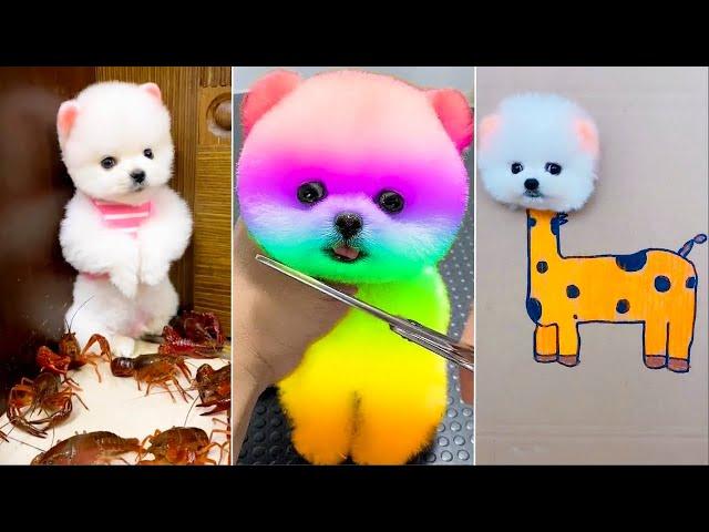 Cute Pomeranian Puppies Doing Funny Things #21Cute and Funny Dogs 2024