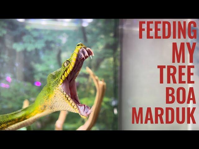 Feeding My Emerald Tree Boa!! | WARNING!!