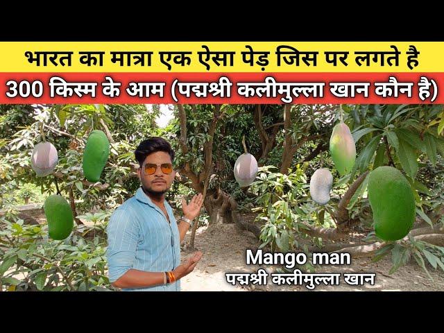 Malihabad mango nursery | mango nursery malihabad | Malihabad mango || Anuj Krops