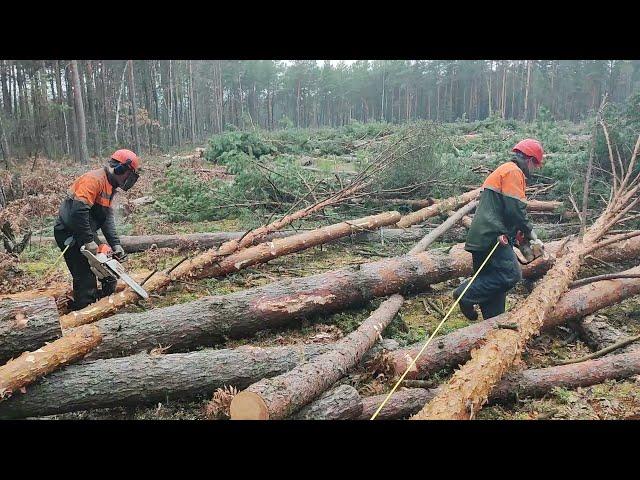 Валка леса /// 160 куб за 2 дня /// 