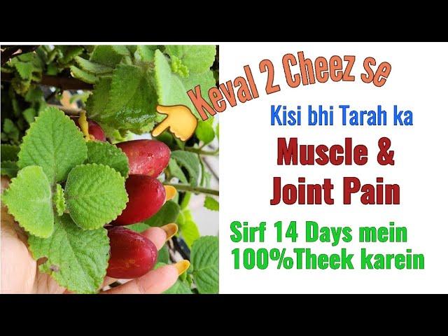 Cure your Muscle pain,Body pain & Bone Pain in just 14days,Complete Treatment Solutions, Dr Shalini