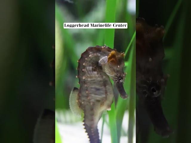 Wildlife Adventures in The Palm Beaches