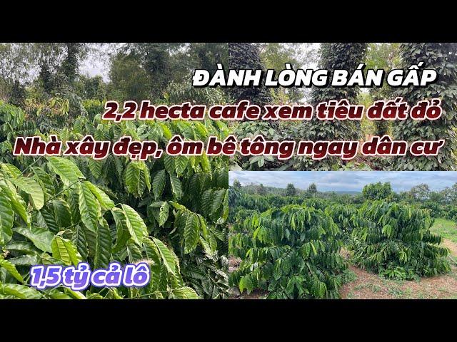 Vườn cafe 2,2ha xen tiêu đất đỏ bằng phẳng, nhà xây to ôm bê tông , bán gấp, giá rê nhất vùng