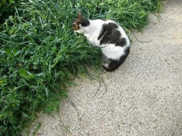 Кот жрёт траву Gato comiendo hierba חתול אוכל דשא