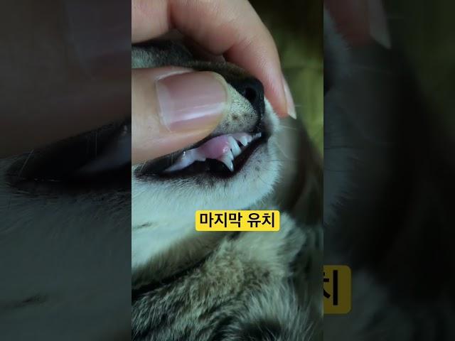 오른쪽 송곳니 유치와 영구치