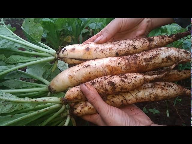 Cách Trồng Củ Cải Trắng Hữu Cơ Từ Gieo Hạt Đến Thu Hoạch | Grow Organic White Radishes