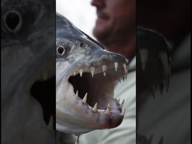 Yellow Dog Ambassador Jeff Currier with a Tigerfish in Tanzania #flyfishing #flyfishingadventures