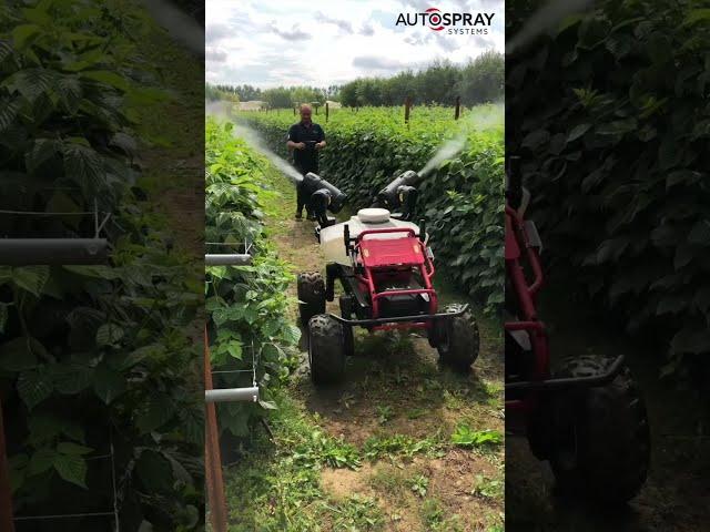 Autonomous All Electric Robot Sprays a Raspberry Field