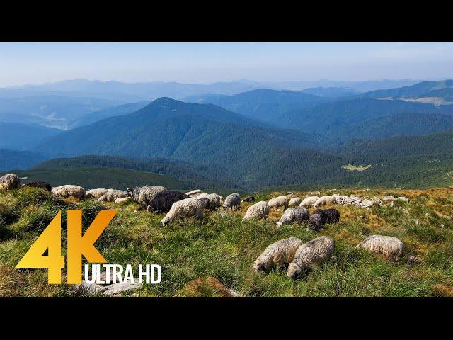 The Carpathians - Summertime | 4K Nature Documentary Film