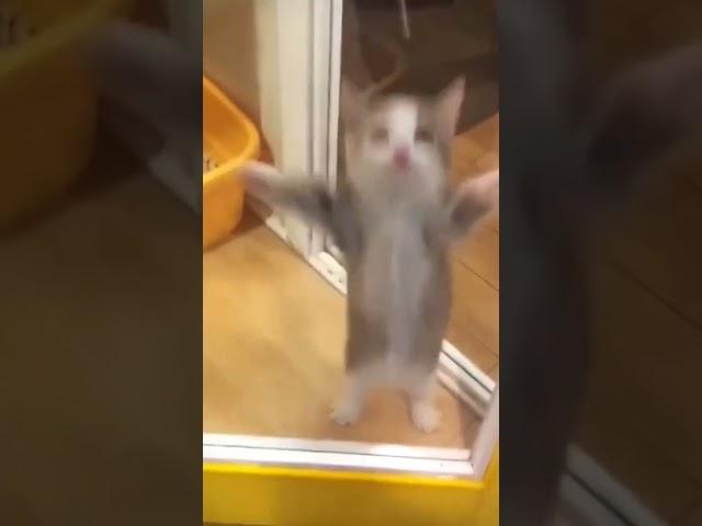 happi happi happi #shorts #happyhappyhappy  #catmemes #cat  #meme #trending #spydezz