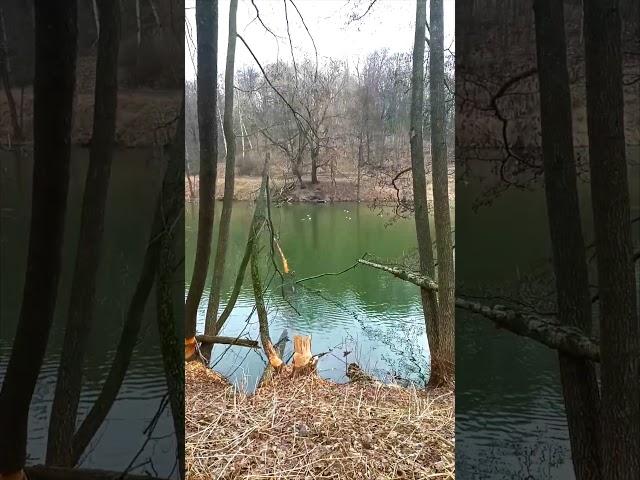 25.3.25 МО. +3+4, пасмурно, лёгкий дождь, мало ветрено. См ту же дату год назад.