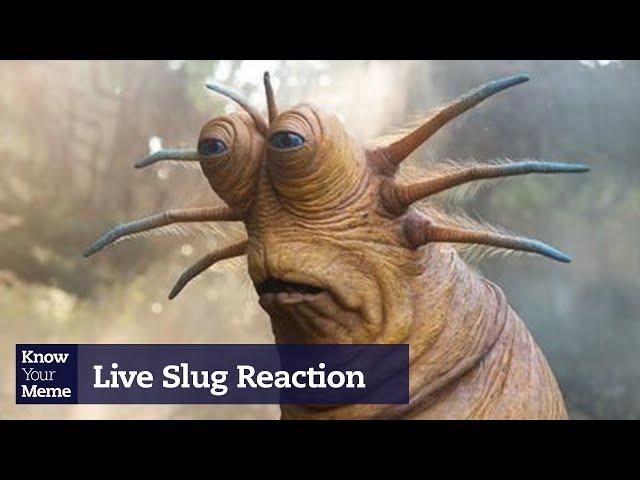 Uncovering The Origin of Live Slug Reaction