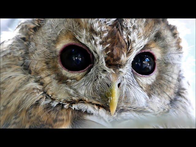 Auge in Auge mit dem Waldkauz, brown owl, Eule Kauz Stringiformes Strix