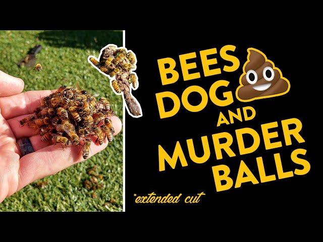 Bees, Dog Poo and Murder Balls? What's Going On?! *extended cut*