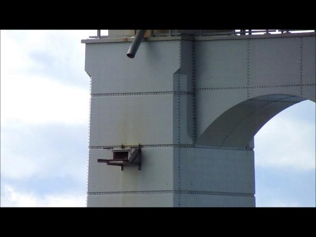 Au moins 1 fauconneau de faucon pèlerin au Pont Champlain - 2 juin 2017