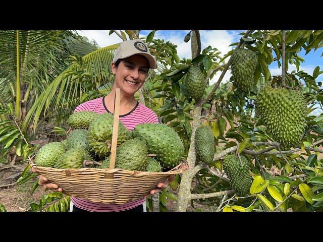 Plantação de graviola carregou de frutas, vamos colher juntos essa maravilha da roça