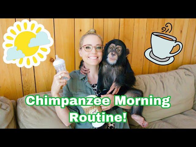 Baby Chimp Morning Routine