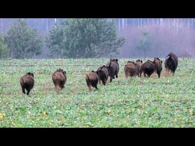 Загонная охота на кабана (Wild boar hunting with dogs).