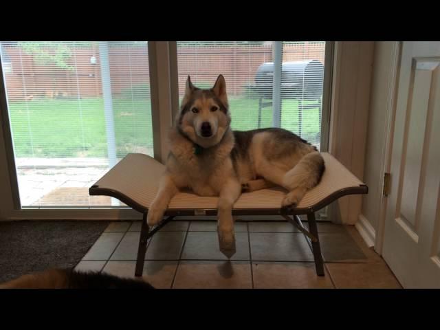 Husky talking about his new bed